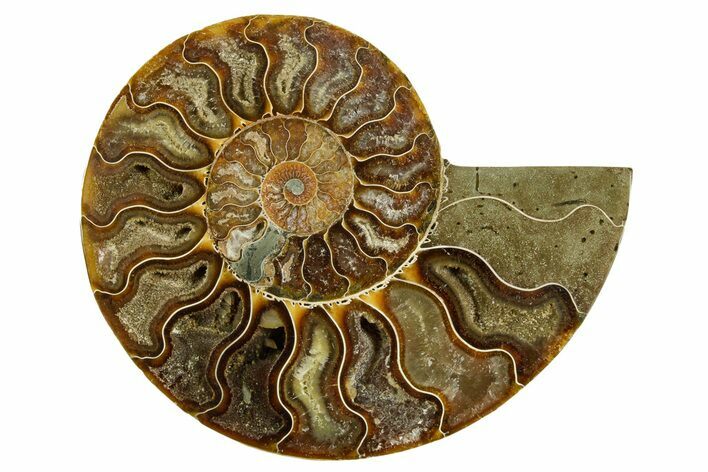 Cut & Polished Ammonite Fossil (Half) - Madagascar #369604